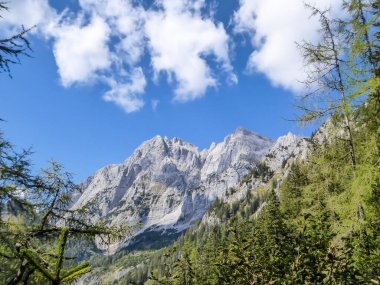 A close up view on a massive mountains in Hochtor region, Austrian Alps. There is a lush green meadow in the foreground and thick and dense forest in the back. Exploring the nature on a sunny day.