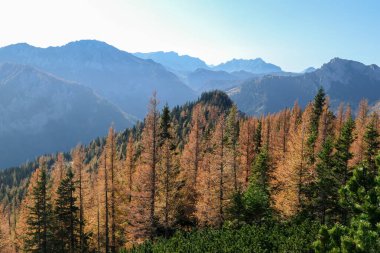 A view on colorful trees, changing for autumn on the slopes of Hochschwab in Austrian Alps. Endless mountain chains in the back. Autumn vibes in the mountains. Remote place, with no people. Wilderness