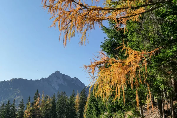 A view on colorful trees, changing for autumn on the slopes of Hochschwab in Austrian Alps. High and rocky mountain chain in the back. Autumn vibes. Remote place, with no people. Wilderness
