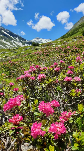 An Alpine meadow covered Alpine roses during the summer day in the Austrian mountains. The meadow is covered with pink roses. In the back there is a glacier. Nature at the full blossom. Beauty