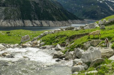 A group of goats playing at the side of a small torrent in high Alps. The lake stretches over a vast territory, shining with navy blue color. The dam is surrounded by high mountains. Natural habitat