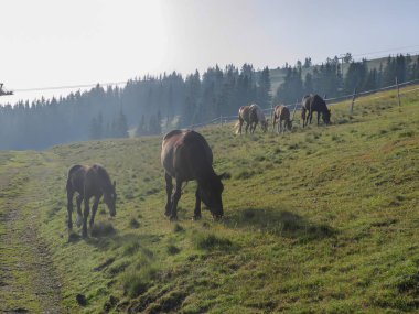 A heard of horses grazing on the slopes of Gerlitzen in Austria. The valley below is shrouded with fog, high peaks popping out above the fog level. Lush green Alpine slopes. Remedy and calmness