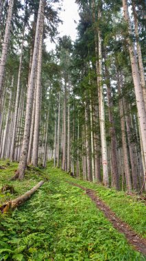 A narrow pathway through a thick forest in Alpine Alps. The trees are very tall. The ground is overgrown with dense, lush green flora. Forest meditation