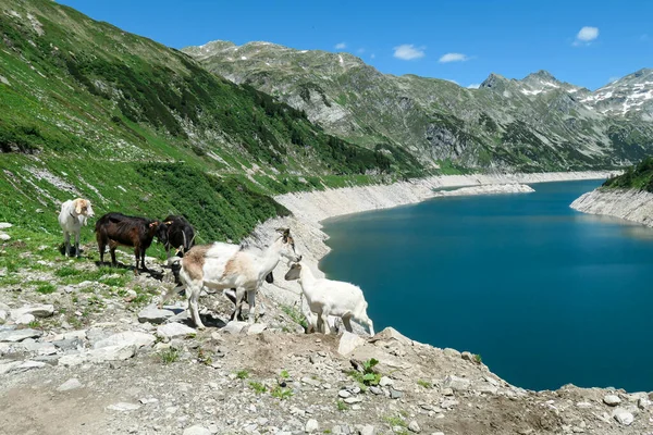 Группа Коз Играет Искусственном Озере Высоких Альпах Озеро Простирается Над — стоковое фото