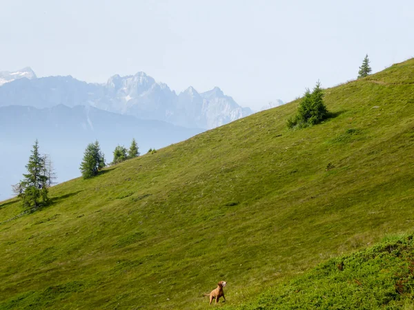 Собака Бежит Склонам Герлитцена Австрии Долина Внизу Окутана Туманом Над — стоковое фото