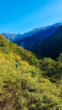 A girl wandering between bushes on the slopes of Annapura Circuit Trek in Nepal, Cloudless blue sky above. The girl i carrying a big backpack. A few high mountain chains in the back.