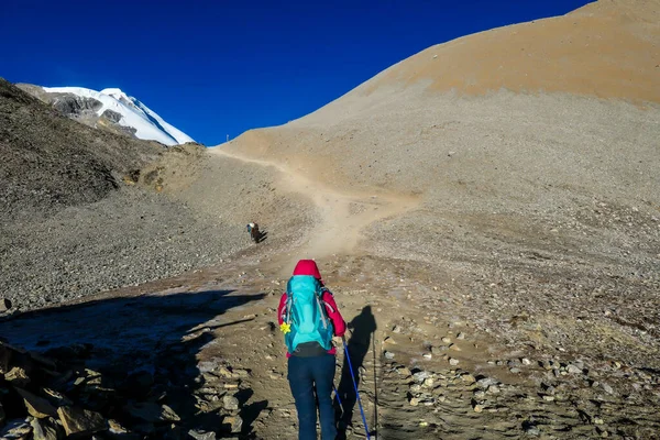Woman Trekking Top Thorung Pass Annapurna Circuit Trek Nepal Harsh — Stock fotografie
