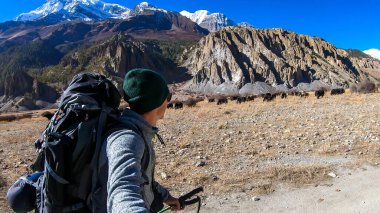 A man taking a selfie while trekking along Annapurna Circuit in Nepal. He is enjoying the view and trek. A heard of yaks grazing on Himalayan meadow in the back. Snow caped mountains in the back