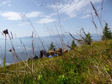 A man lying on a meadow overgrown with wild flowers, Gerlitzen, Austria. The valley below is shrouded with fog, high peaks popping out above the fog level. Lush green Alpine slopes. Calmness