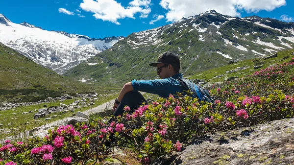A man sitting between Alpine roses and enjoying the summer day in the Austrian mountains. The meadow is covered with pink roses. In the back there is a glacier. Nature at the full blossom. Beauty