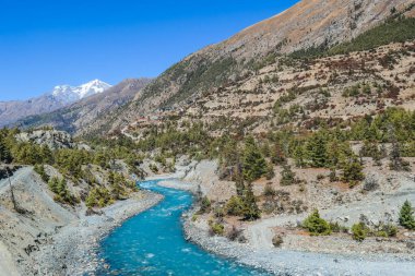 Way to Upper Pisang, Annapurna Circuit Trek, Nepal. Clear sky above the peak. Picturesque landscape, river in the bottom on the valley, small trees on the shores. White Himalayas mountain peaks 