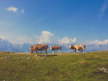 Four Alpine cows gazing on the meadow in Carnic Alps, Austria. Lush green grass with some stones in between. In the background Alpine chain, covered with clouds. Cows have brown and white flecks.