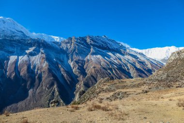 Yak gazing on the harsh slopes of Manang Valley, Annapurna Circus Trek, Himalayas, Nepal, with the view on Annapurna Chain and Gangapurna. Dry and desolated landscape.  High peaks, covered with snow.