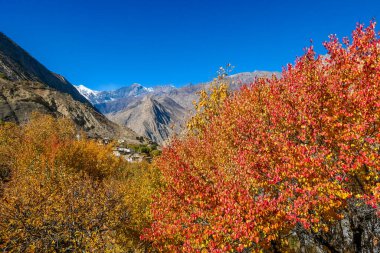 Autumn vibes in Himalayas. Trees are covered with orange and golden leaves. In the back high and harsh Himalayan slopes, covered with snow. Beauty of the nature.