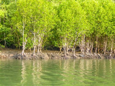 A lush green mangrove jungle captured from the river surface. Jungle is healthy and nicely blossoming. Water has a vivid green color too. Healthy ecosystem.