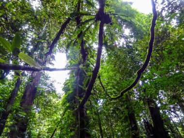 A complex interwoven lianas and crowns of trees. Every plant if blossoming with lush green colors. Freshness of rain forest. Sun tries to get to the lower parts of the forest.