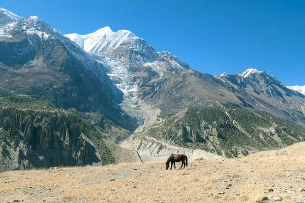 A wild Himalayan horse gazing on the dry meadow, at the bottom of Annapurna Chain, Annapurna Circuit Trek, Himalayas, Nepal. Snowy mountain peaks, slopes covered with some trees. Beautiful weather