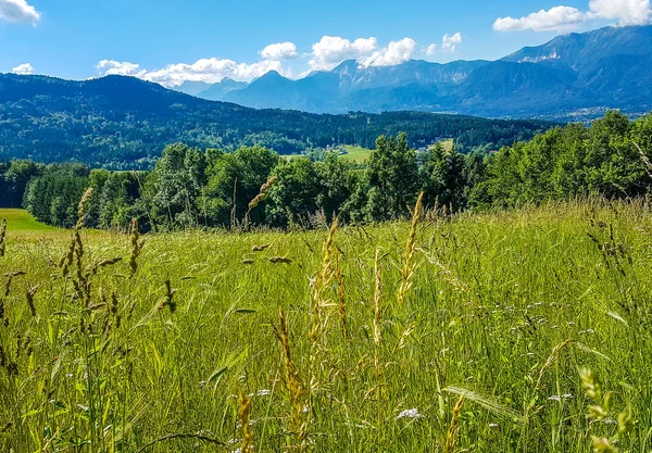 A beautiful lush green Alpine meadow, surrounded by high Alps in Kathreinkogel, Schiefling am See. Fresh grass growing in the center, high Alpine chains in the back. Thick forest on the slopes.