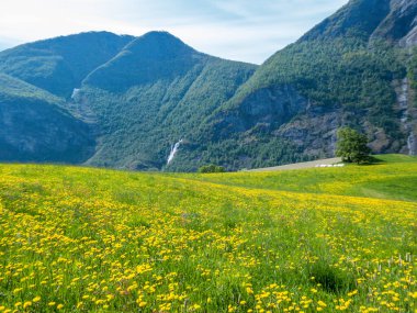 A picturesque view on  a meadow covered with yellow flowers. Tall mountains in the back. Clear and beautiful day.Meadow at a full blossom. Unspoiled landscape. Little waterfall in the back.