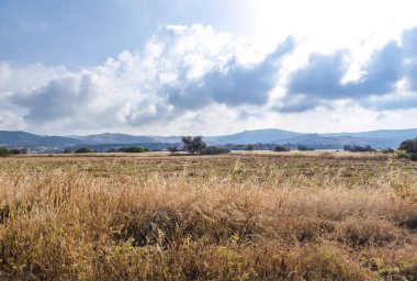 An idyllic view of a dried grass and grains fields in Cyprus. Grass has a golden color.In the back some smaller mountains are visible. Great overcast, spreading all over the sky.