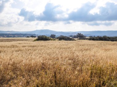 An idyllic view of a dried grass and grains fields in Cyprus. Grass has a golden color.In the back some smaller mountains are visible. Great overcast, spreading all over the sky.