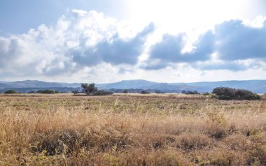An idyllic view of a dried grass and grains fields in Cyprus. Grass has a golden color.In the back some smaller mountains are visible. Great overcast, spreading all over the sky.