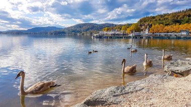 A swan family slowly crossing the lake. They swim next to the shore. In the back there are some hills surrounding the lake. Leaves turned golden. Calm lake's surface. Animals in the wilderness.