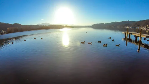 Flock Ducks Swimming Next Wooden Pier Lake Alps Back Calm — ストック写真