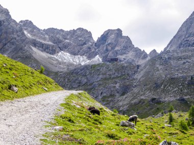A narrow gravelled road leading to sharp stony mountain range of Lienz Dolomites, Austria. Mountains partially overgrown with bushes. Dangerous mountain climbing. Heard of sheep grazing on the side
