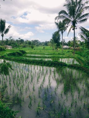 A watered rice paddy shining in bright green colors in Tetebatu. A dog accompanying the man. Endless paddies of rice, spreading on great distances. There are palm trees between the paddies.