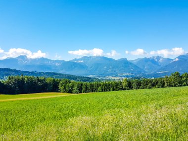 A panoramic view on an alpine landscape of Austria. Lush green meadow spreads on a vast surface. There are high Alps in the back. Few trees on the side, forming a small forest. Idyllic landscape.