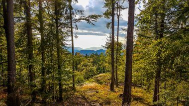 Panoramic view on alpine landscape of Austria. A narrow view on high mountain range through a thick an dense forest. Healthy forest. A bit of overcast. Idyllic landscape.