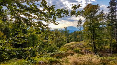 Panoramic view on alpine landscape of Austria. A narrow view on high mountain range through a thick an dense forest. Healthy forest. A bit of overcast. Idyllic landscape.