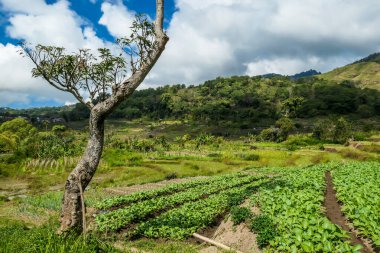 A tree growing in between vegetables, under the Kelimutu volcano in Flores, Indonesia. The vegetables are organised in neat rows, spreading on a vast area. There is a bit of overcast. Farmer's life.