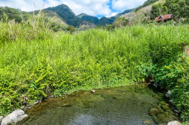 A hot spring hiding between the rice fields under the Kelimutu Volcano, Moni, Flores, Indonesia. The pond is small with many stones around it. Green rice grass growing around it.