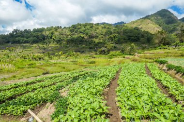 Vegetables growing under the Kelimutu volcano in Flores, Indonesia. The vegetables are organised in neat rows, spreading on a vast area. There is a bit of overcast. Farmer's life.
