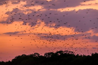 Endonezya 'daki Komodo Ulusal Parkı' nda günbatımında yiyecek aramak için mağaralarından uçan Sunda Tilkileri. Gökyüzü dev yarasalarla dolu. Gökyüzü günbatımı renkleriyle dolup taşıyor. Doğal yaşam alanı