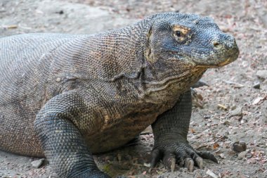A close up on gigantic, venomous Komodo Dragon roaming free in Komodo National Park, Flores, Indonesia. The dragon is resting in a shadow with its stomach full. Dangerous animal in natural habitat.