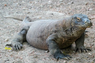 A gigantic, venomous Komodo Dragon roaming free in Komodo National Park, Flores, Indonesia. The dragon is resting in a shadow with its stomach full. Dangerous animal in natural habitat.