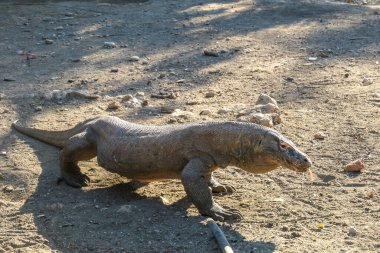 A gigantic, venomous Komodo Dragon roaming free in Komodo National Park, Flores, Indonesia. The dragon is following a scent, looking for pray. Toxic saliva is leaking from its mouth. Dangerous animal