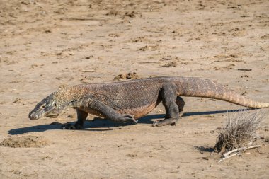 A gigantic, venomous Komodo Dragon roaming free in Komodo National Park, Indonesia. The dragon is fixated on its pray, follows the scent through barren desert. Dangerous animal in natural habitat