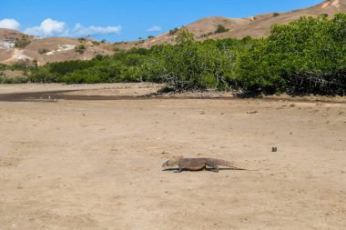 A gigantic, venomous Komodo Dragon roaming free in Komodo National Park, Indonesia. The dragon is fixated on its pray, follows the scent through barren desert. Dangerous animal in natural habitat