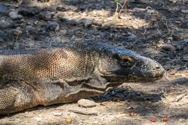 Close up on a head of a gigantic, venomous Komodo Dragon roaming free in Komodo National Park, Indonesia. The dragon is fixated on its pray, follows the scent. Dangerous animal in natural habitat