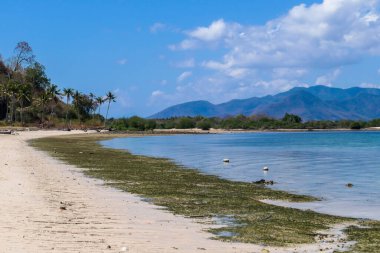 View on white sand beach, covered with algae, sea weed and shells on small island near Maumere, Indonesia. Happy and careless moments. Clear, turquoise coloured water displaying coral reef. Hidden gem