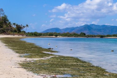 View on white sand beach, covered with algae, sea weed and shells on small island near Maumere, Indonesia. Happy and careless moments. Clear, turquoise coloured water displaying coral reef. Hidden gem