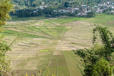 A close-up on the colorful rice paddies forming a giant spider web in Ruteng, on island of Flores, Indonesia, seen from above. There are mountains around the paddies. Lingko Spider Web Rice Fields