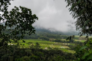 Clouds and fog over the colorful rice paddies forming a giant spider web in Ruteng, on island of Flores, Indonesia. There are a lot of trees around the paddies. Lingko Spider Web Rice Fields