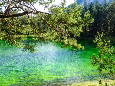 A view through the tree branches on Green Lake, located in an Alpine valley in Austria. The alga give the lake its turquoise color. The lake collects the glacier's water. Dense forest around the lake