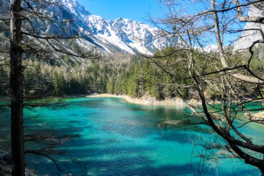 A view through the tree branches on Green Lake, located in an Alpine valley in Austria. The alga give the lake its turquoise color. The lake collects the glacier's water. Dense forest around the lake