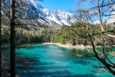 A view through the tree branches on Green Lake, located in an Alpine valley in Austria. The alga give the lake its turquoise color. The lake collects the glacier's water. Dense forest around the lake
